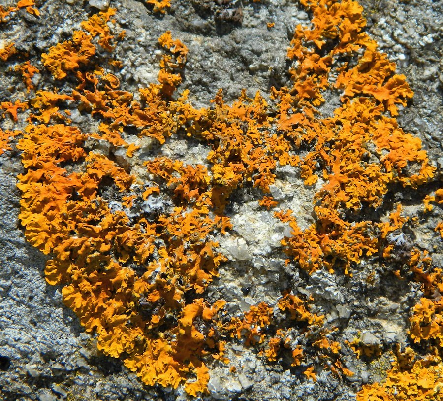 Image of genus Xanthoria specimen.