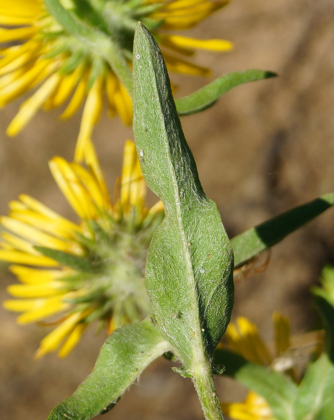 Image of Inula britannica specimen.