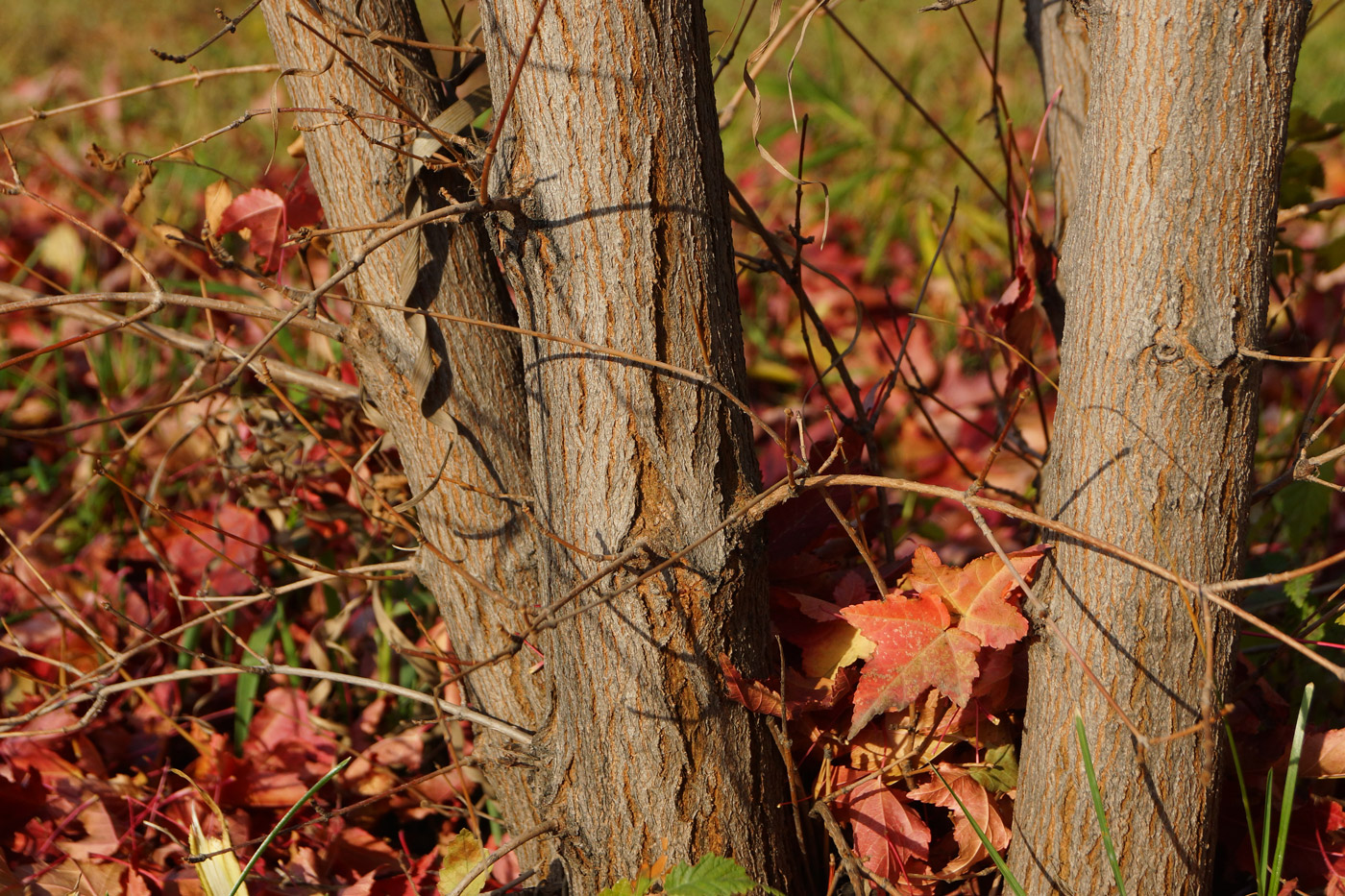 Image of Acer ginnala specimen.