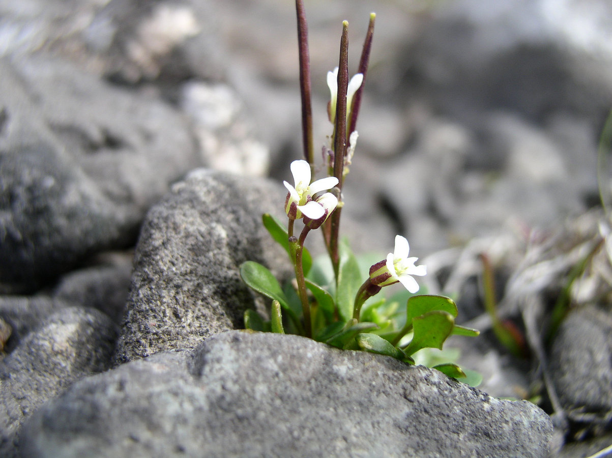 Изображение особи Cardamine bellidifolia.