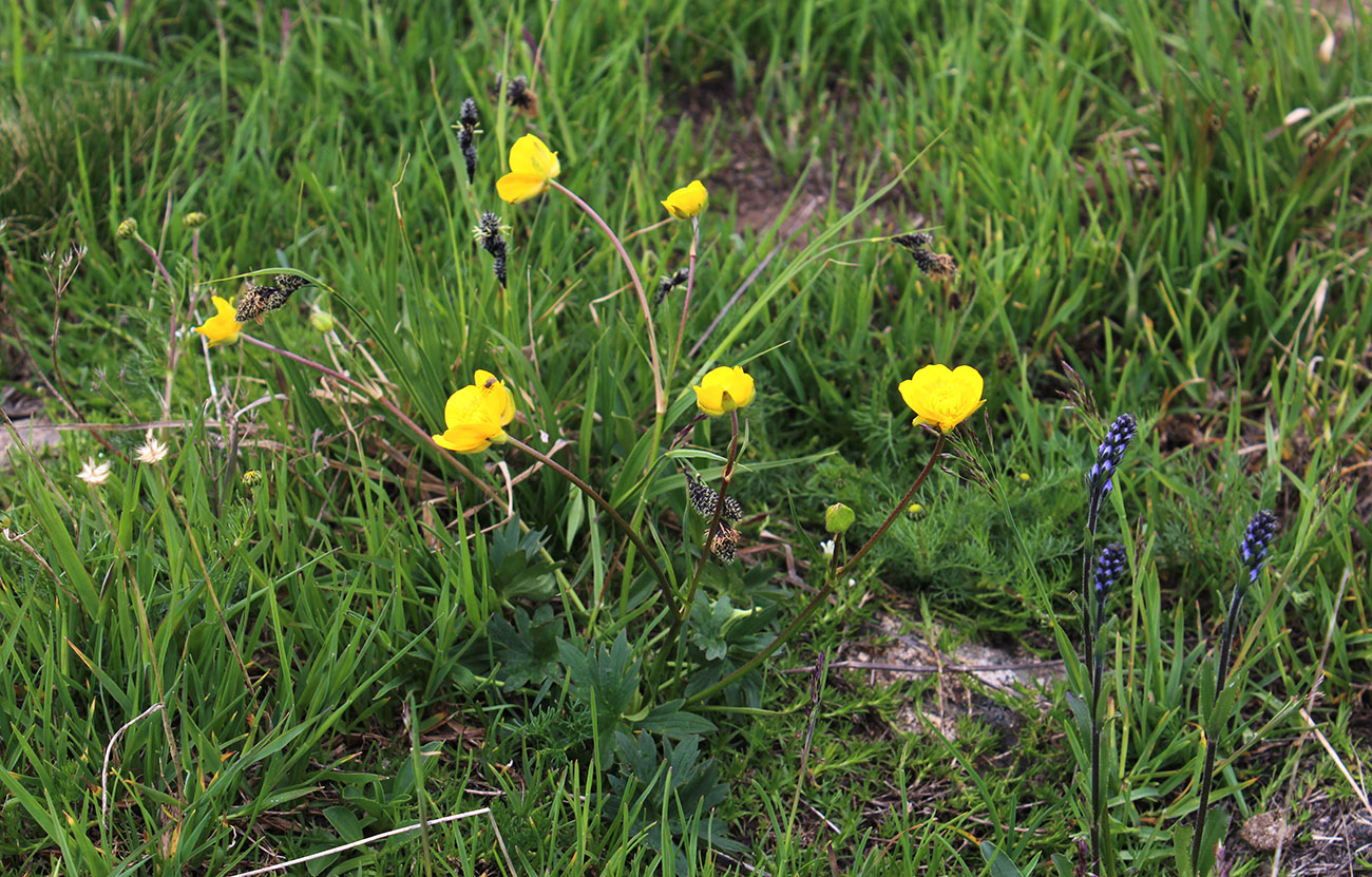 Изображение особи Ranunculus oreophilus.