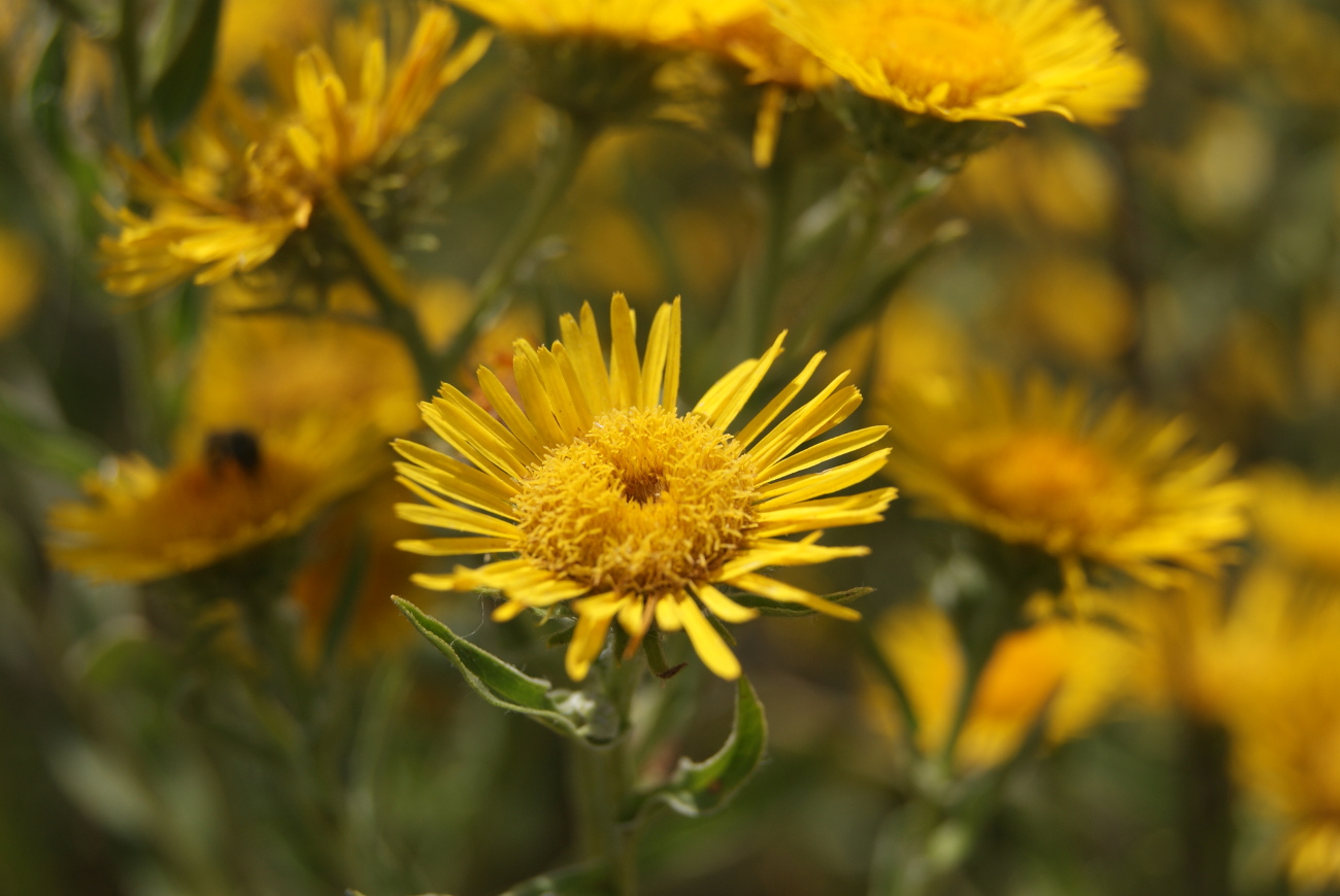 Image of Inula britannica specimen.