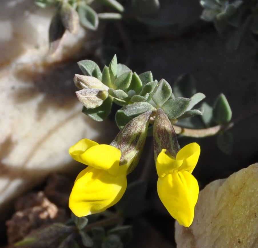 Image of Lotus cytisoides specimen.