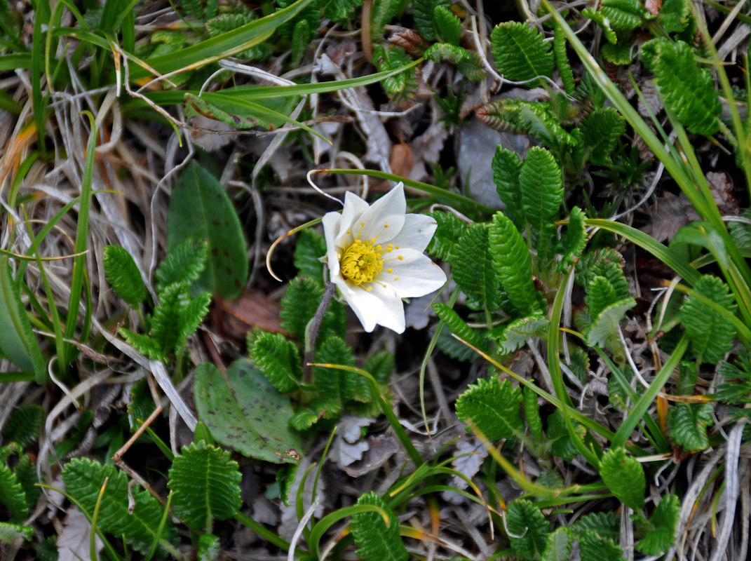 Image of Dryas caucasica specimen.