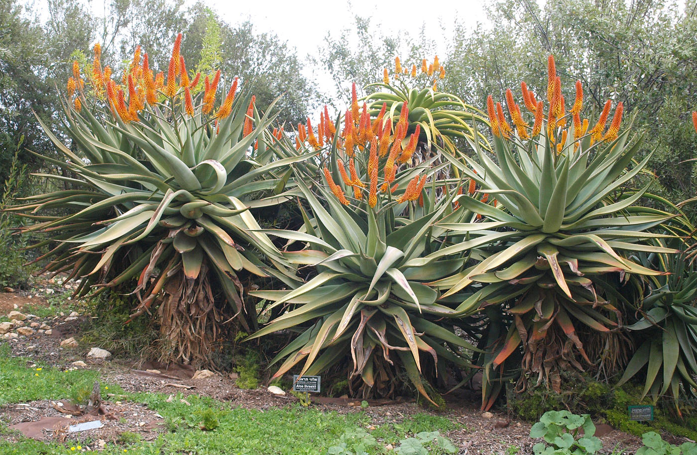 Image of Aloe thraskii specimen.