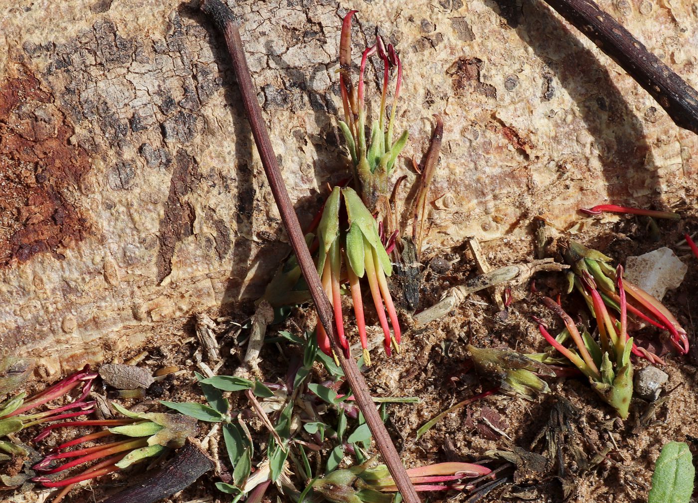 Изображение особи Acrocarpus fraxinifolius.