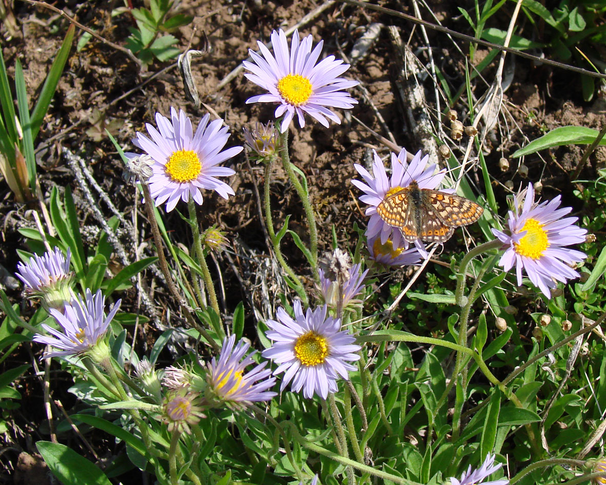 Image of Aster alpinus specimen.