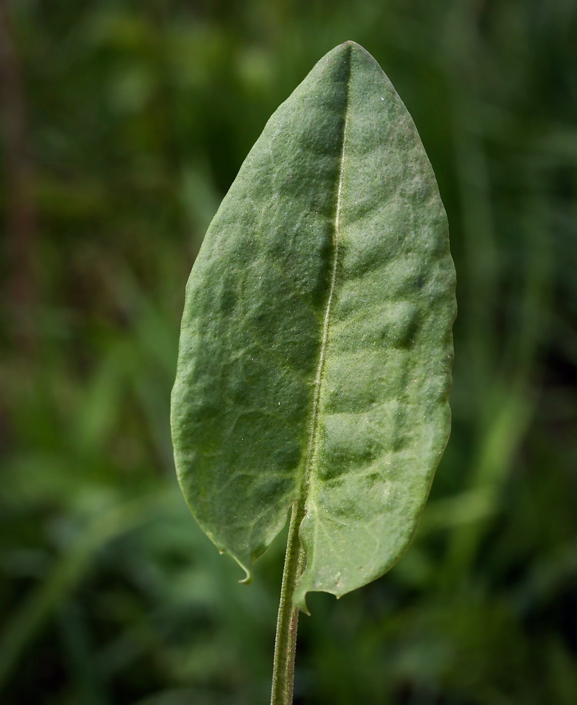 Image of Rumex acetosa specimen.