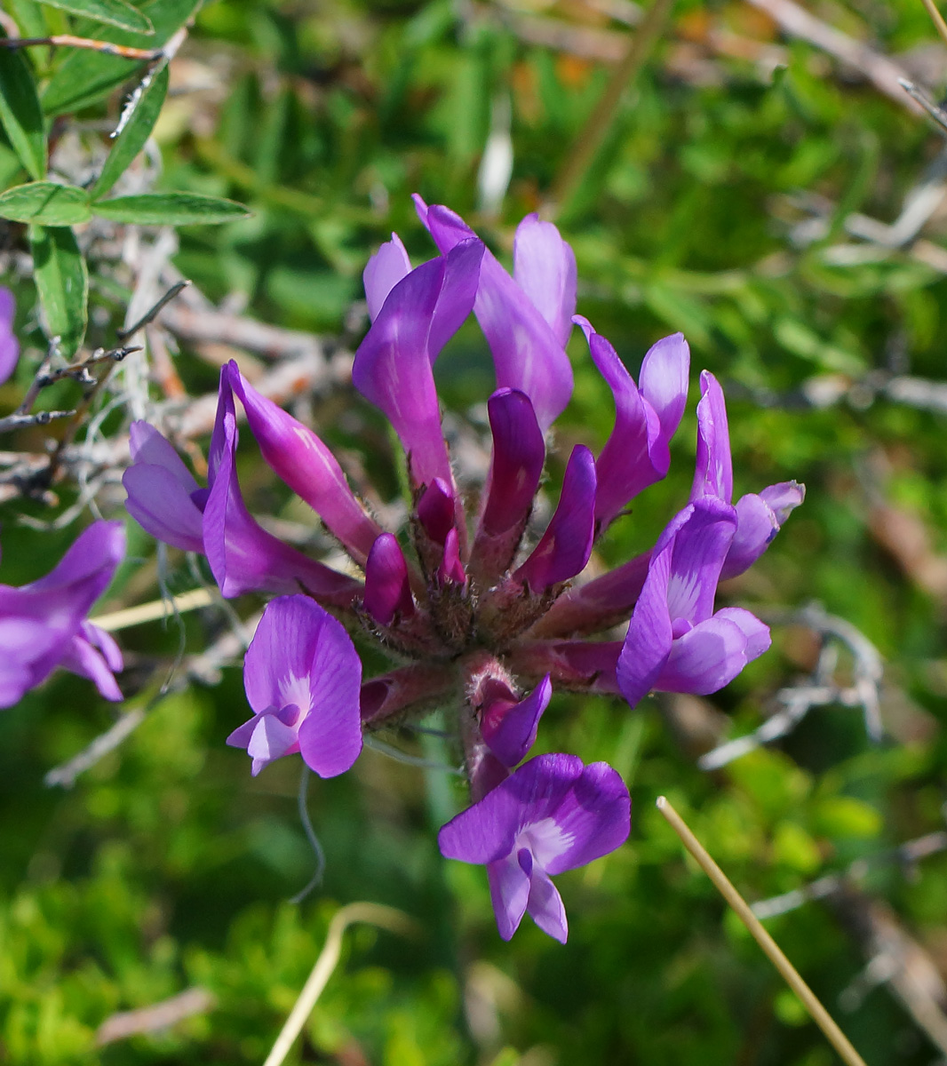 Изображение особи Astragalus austroaltaicus.