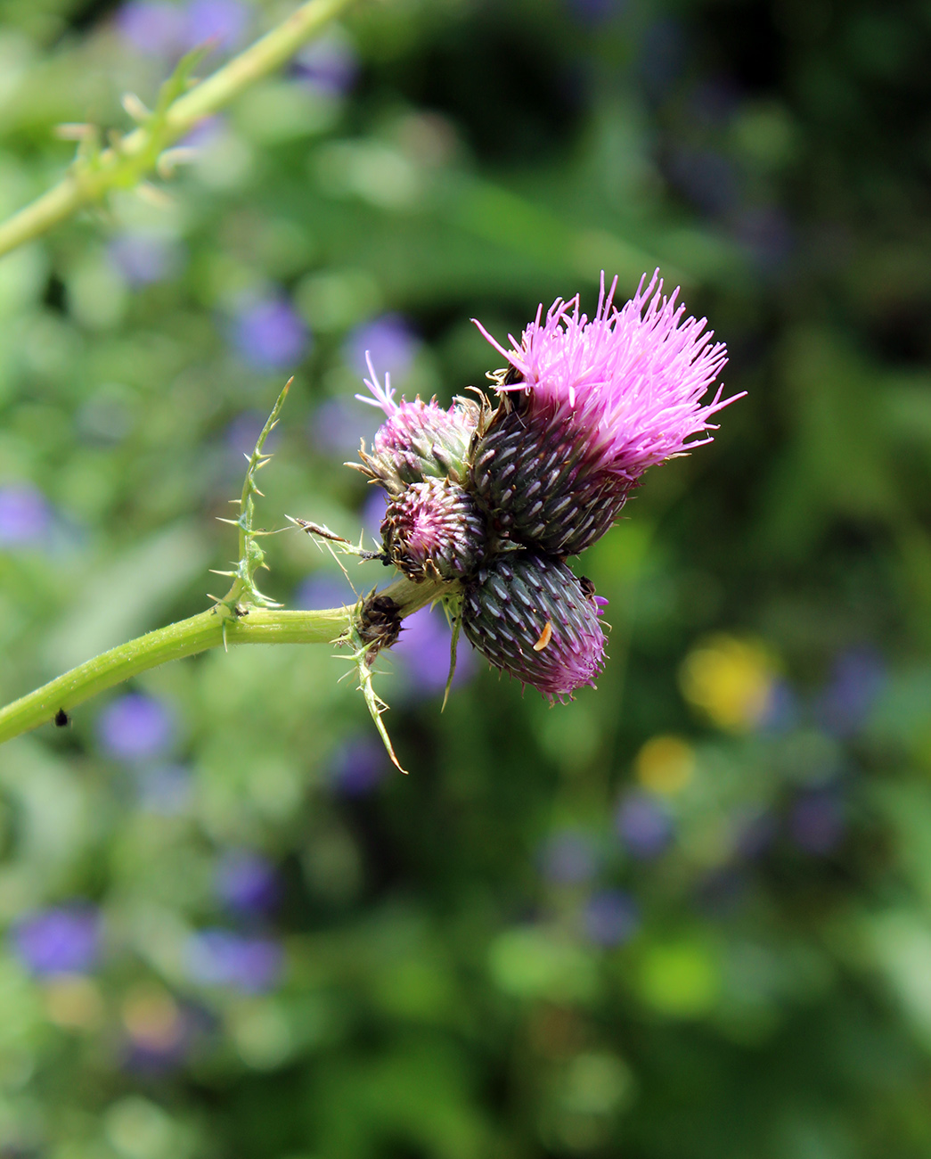 Изображение особи Cirsium elbrusense.