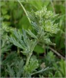 Potentilla argentea. Верхушка побега. Чувашия, окр. г. Шумерля, Кумашкинский заказник, Соколова поляна. 1 июня 2010 г.