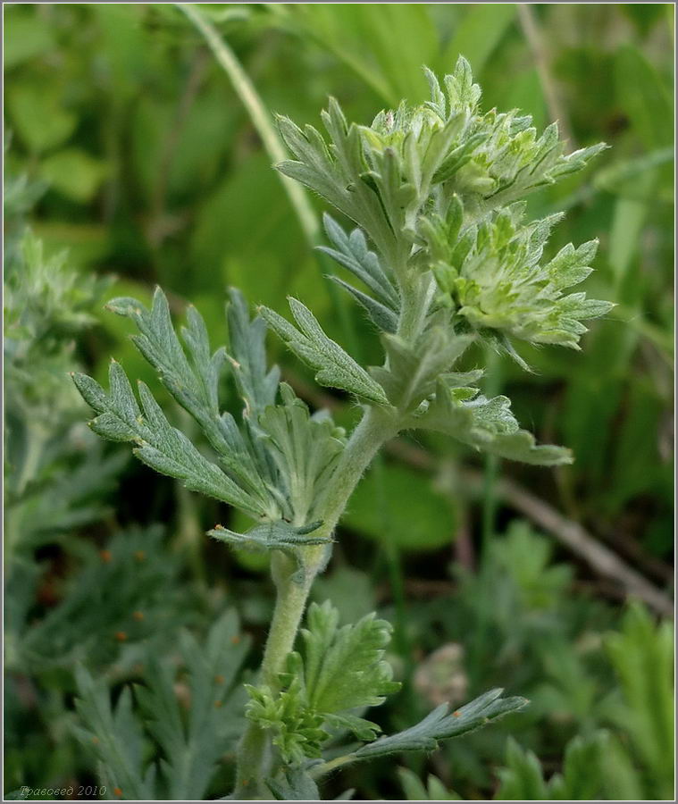 Изображение особи Potentilla argentea.