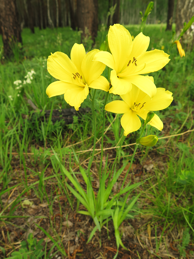 Хемерокаллис цветок что за растение фото