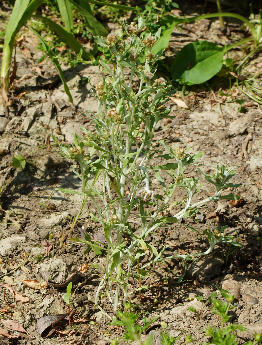 Image of Gnaphalium uliginosum specimen.
