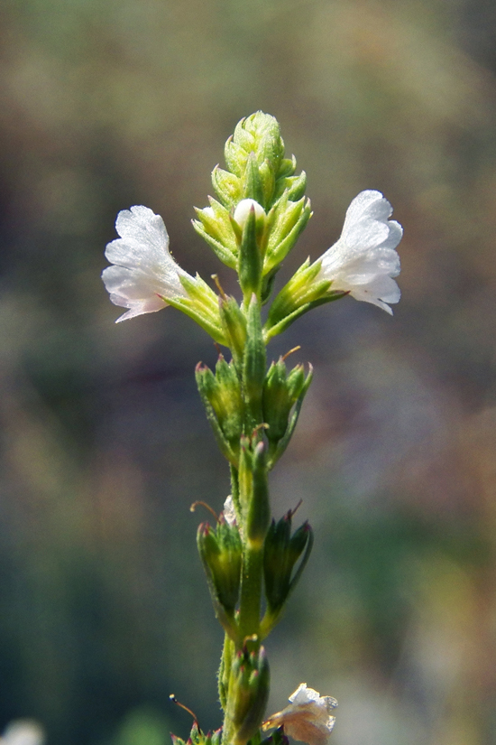 Image of Leptorhabdos parviflora specimen.