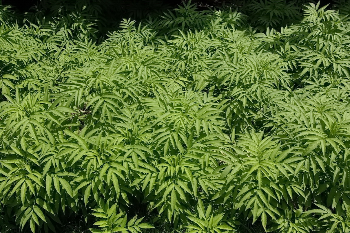 Изображение особи Sambucus ebulus.