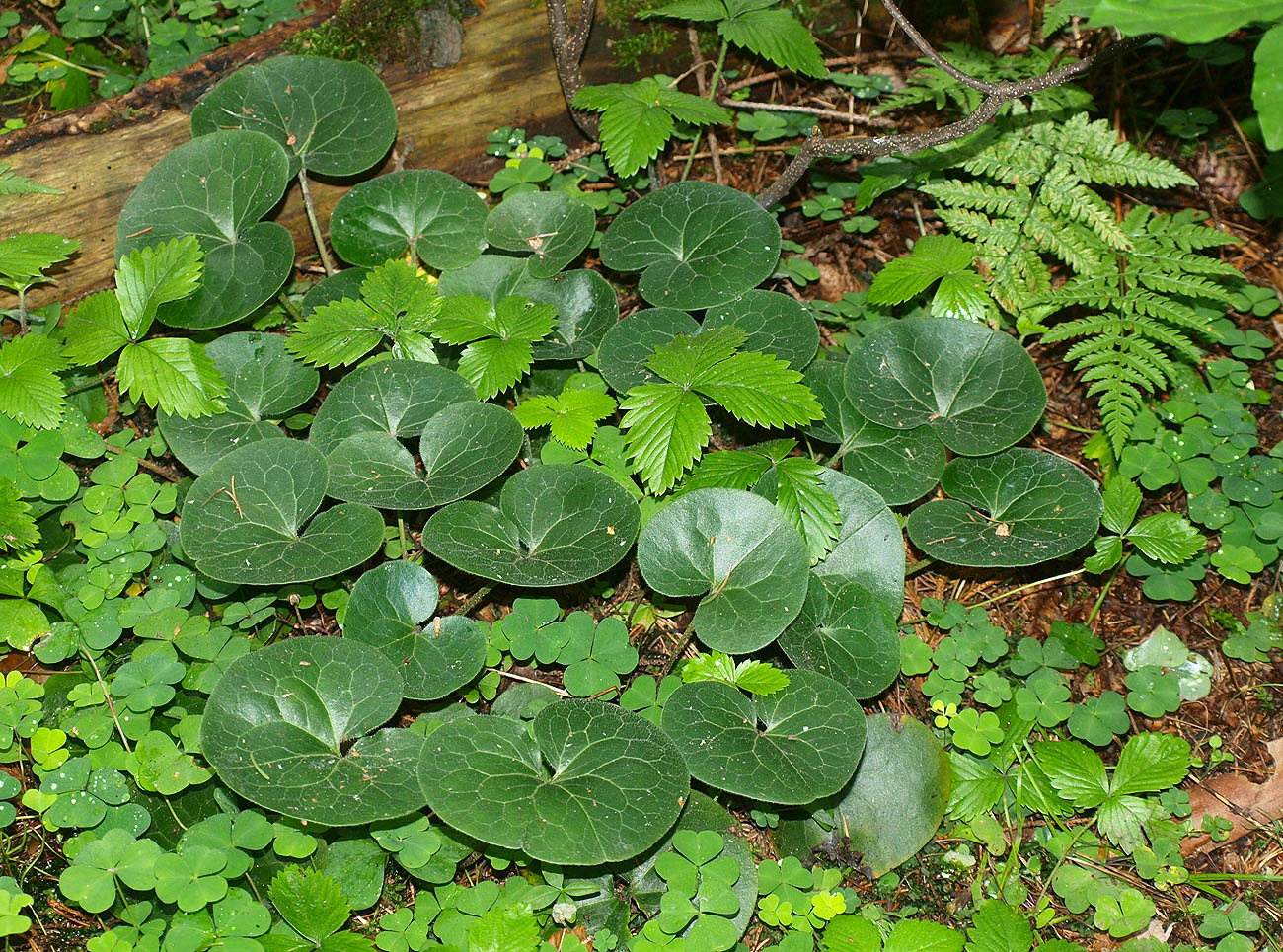 Image of Asarum europaeum specimen.