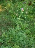 Centaurea scabiosa