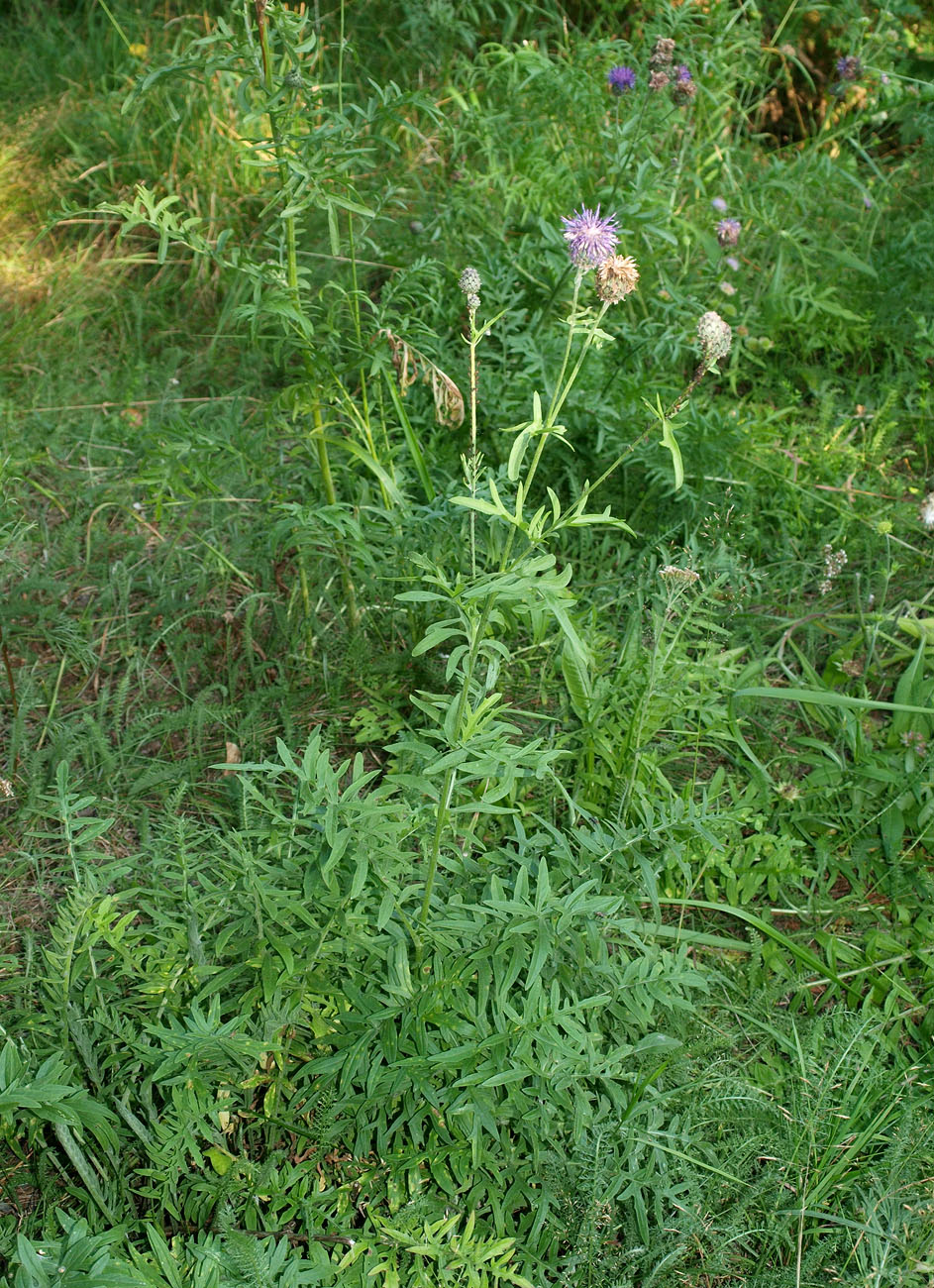 Изображение особи Centaurea scabiosa.