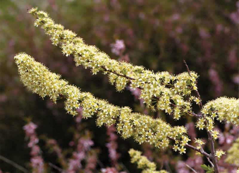 Image of Spiraea hypericifolia specimen.