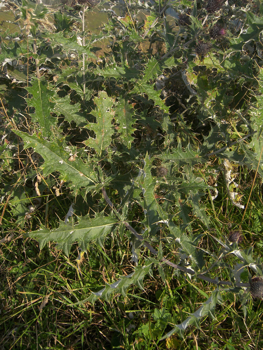 Image of Cirsium euxinum specimen.