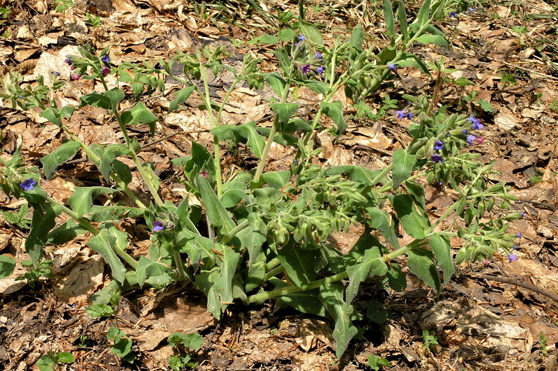 Image of Pulmonaria mollis specimen.