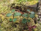Vaccinium vitis-idaea. Побеги. Юж. окр. Архангельска, лес. 14.05.2013.
