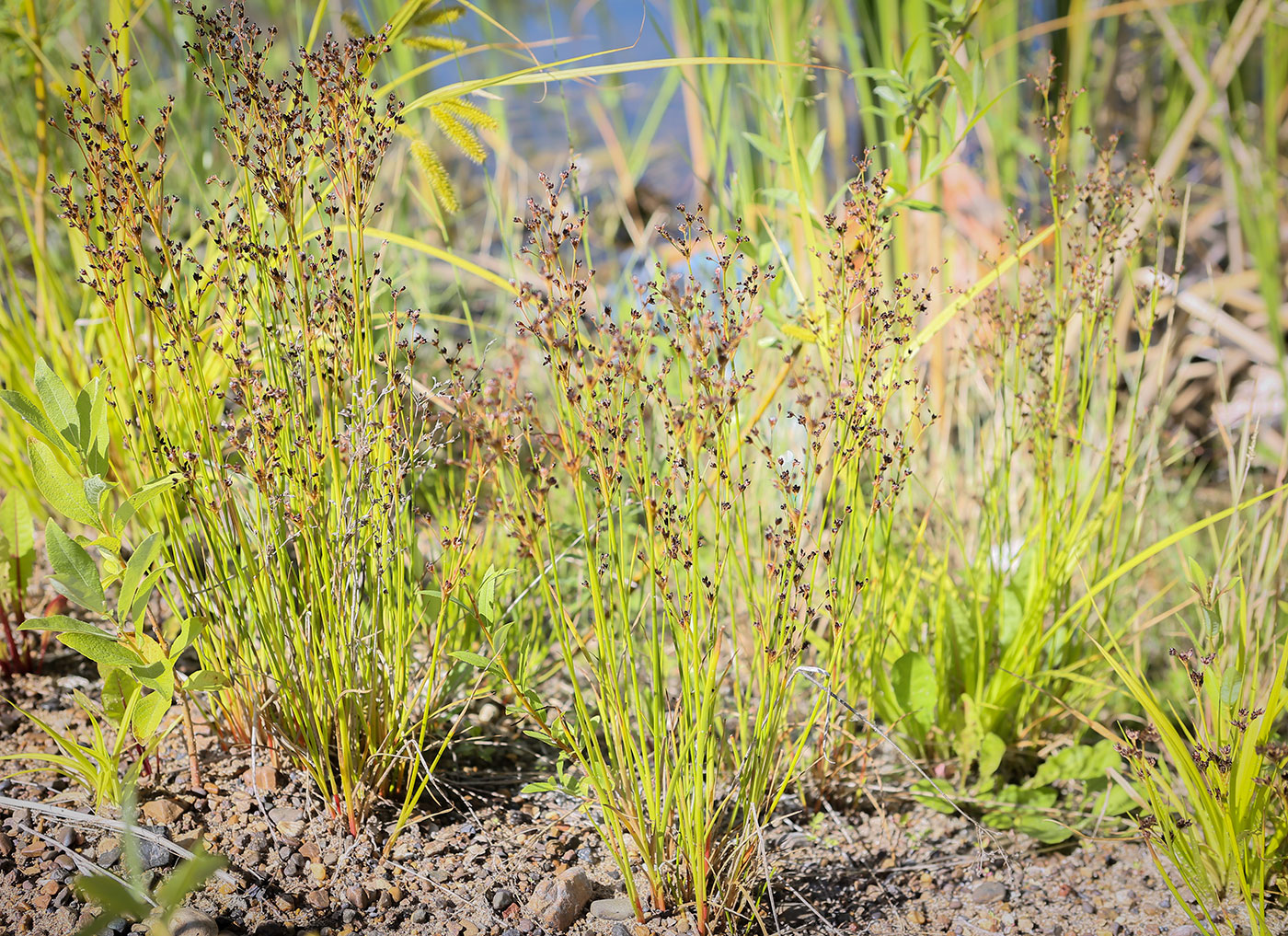 Image of Juncus alpino-articulatus specimen.