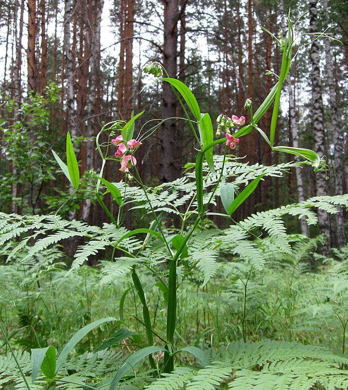 Image of Lathyrus sylvestris specimen.