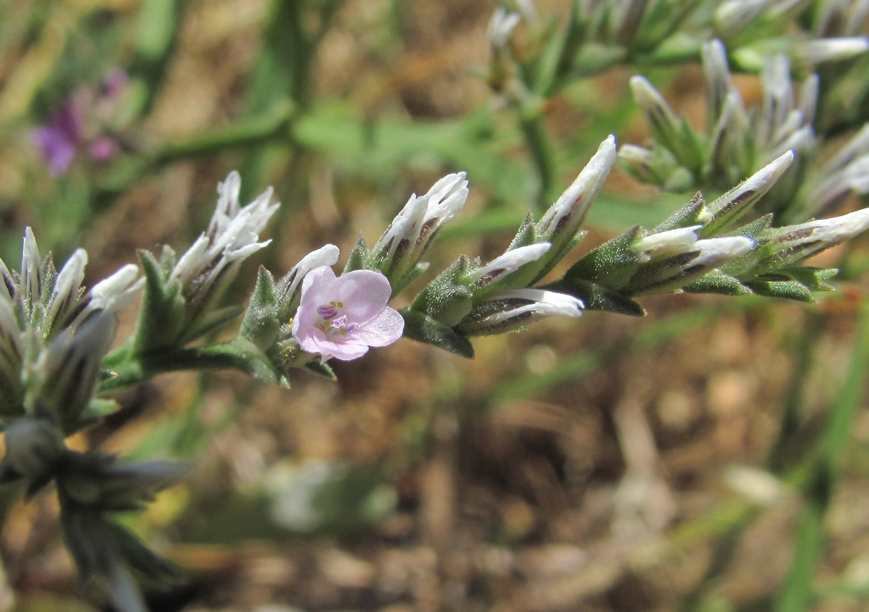 Image of Goniolimon tataricum specimen.