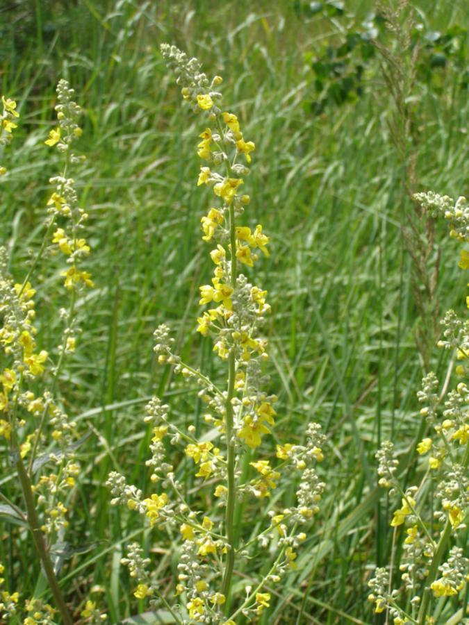 Image of Verbascum lychnitis specimen.