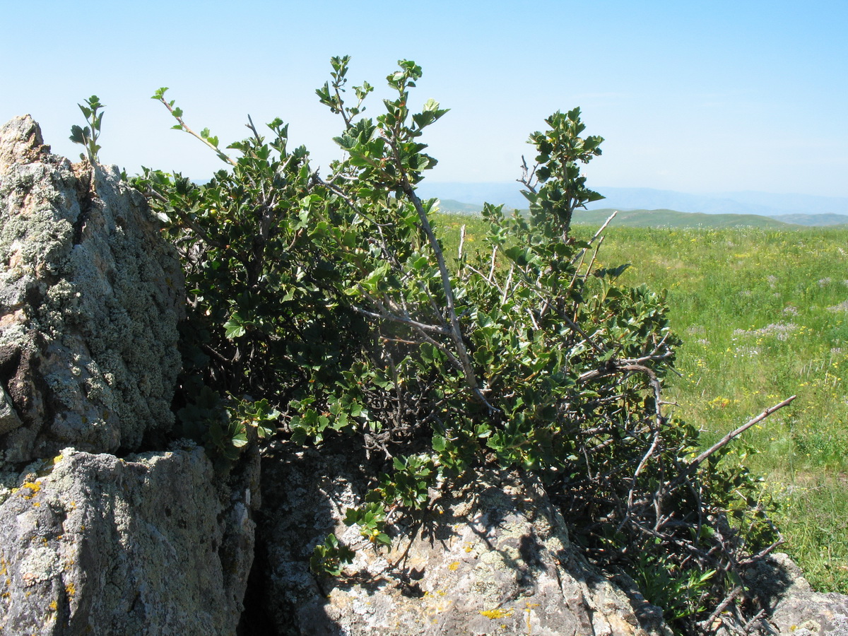 Image of Ribes heterotrichum specimen.