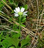 Pyrethrum parthenifolium