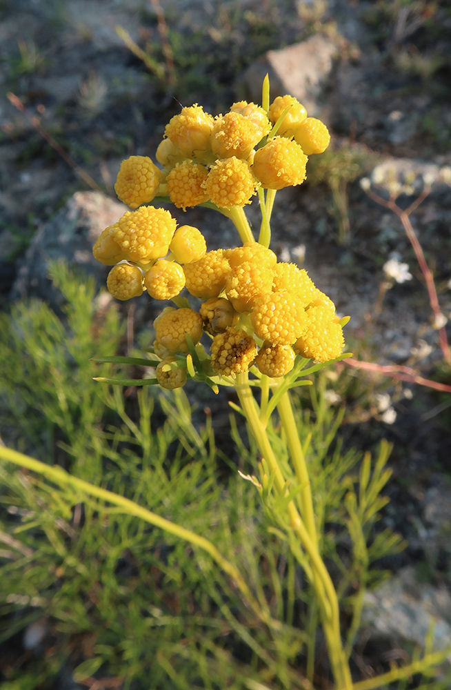 Изображение особи Filifolium sibiricum.