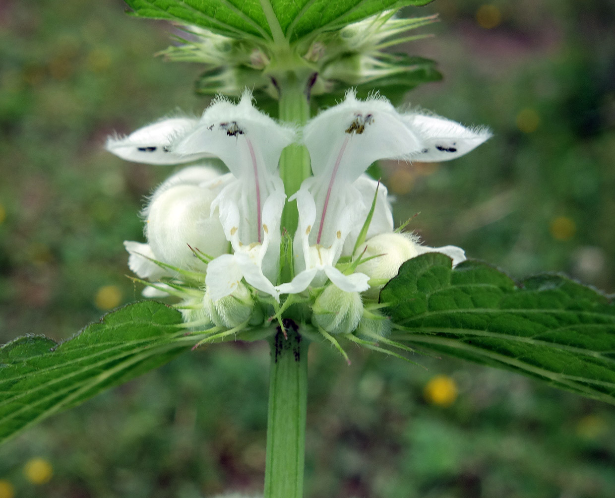 Изображение особи Lamium turkestanicum.