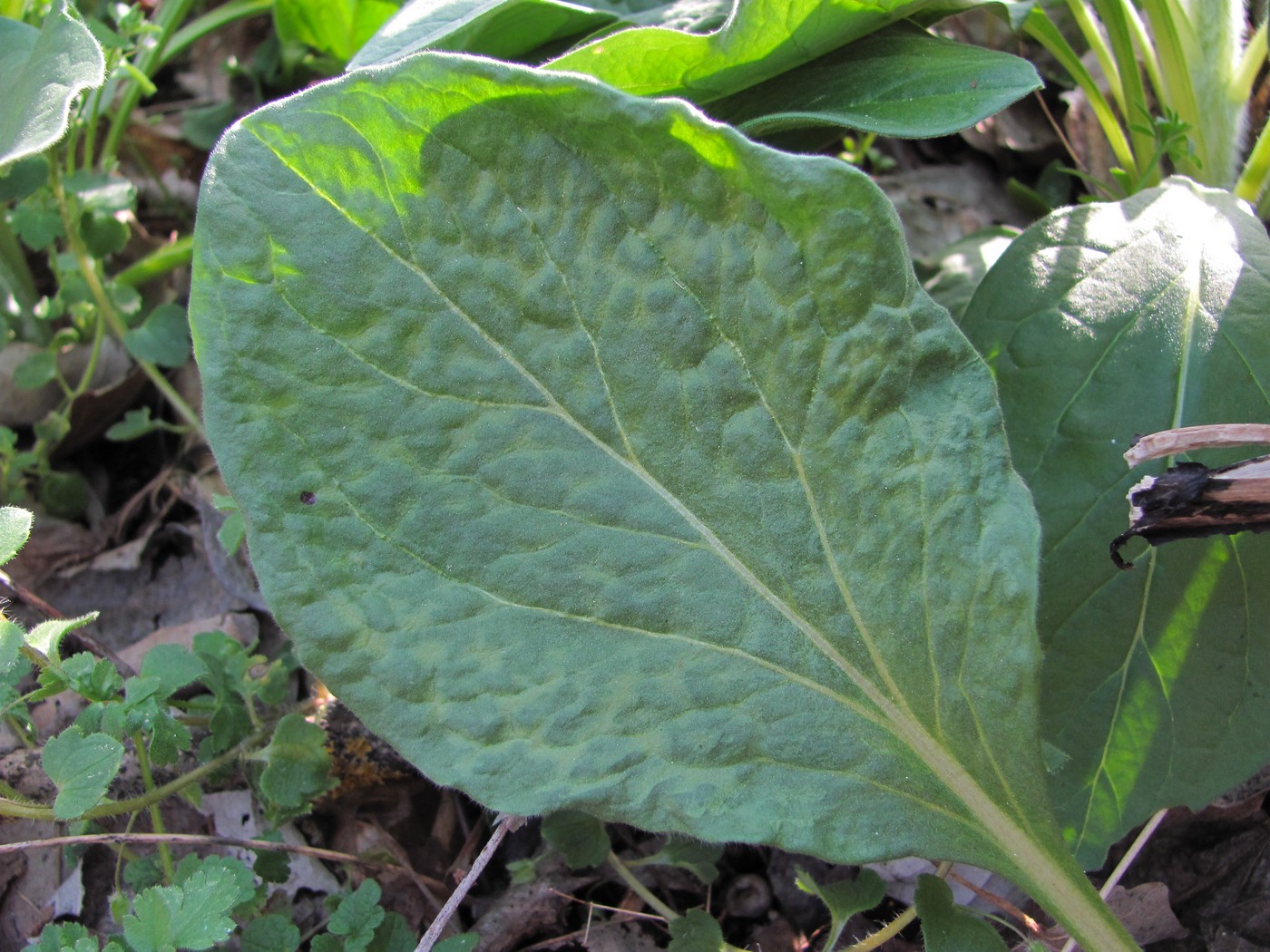 Изображение особи Solenanthus biebersteinii.