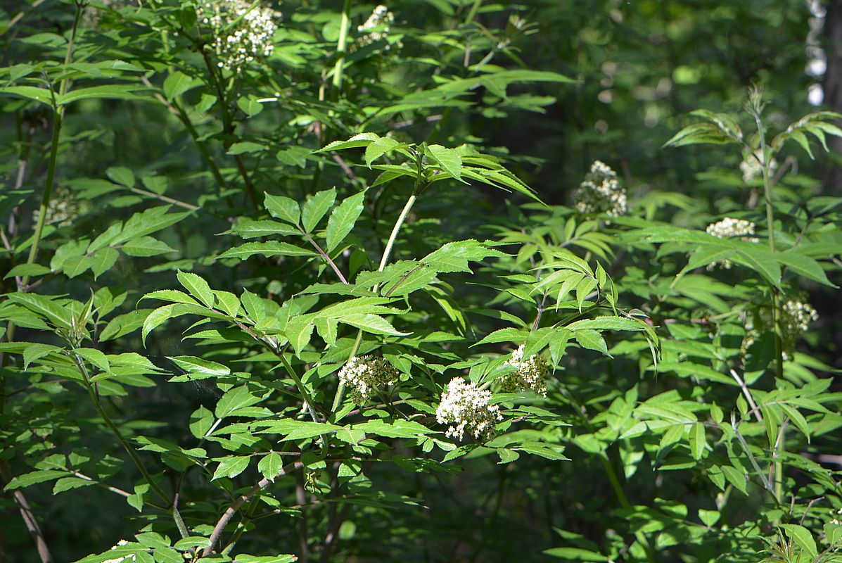 Image of Sambucus racemosa specimen.