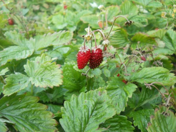 Image of Fragaria vesca specimen.