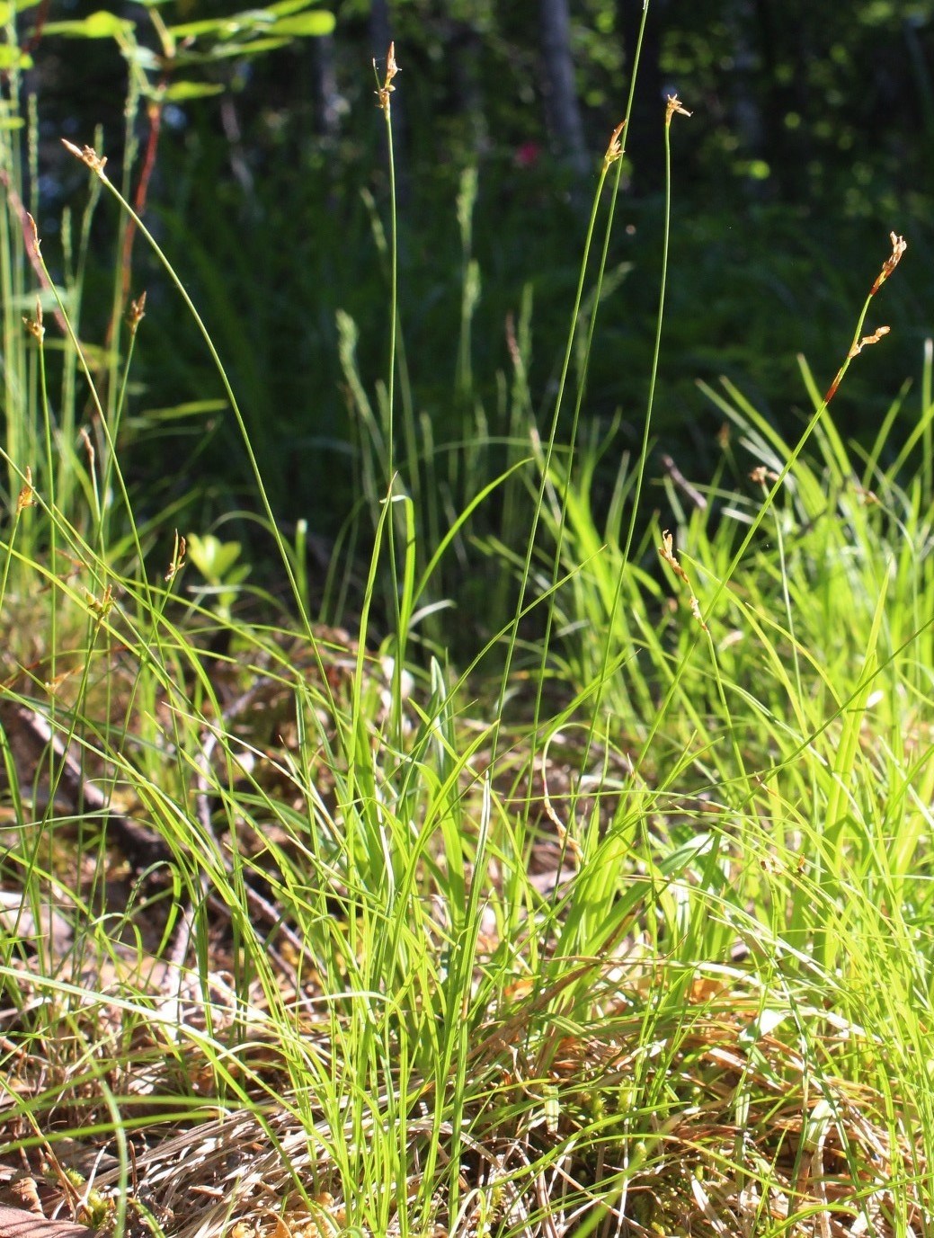 Изображение особи Carex amgunensis.