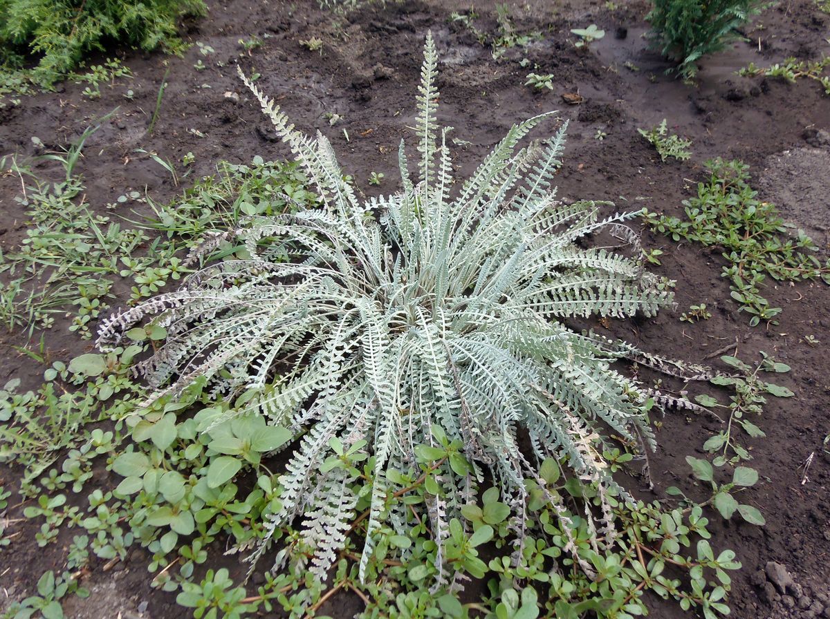 Image of genus Achillea specimen.