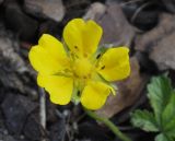 genus Potentilla. Цветок. Греция, Олимп. 07.09.2010.