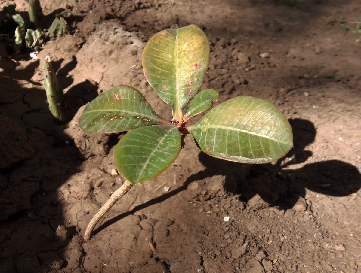 Изображение особи Euphorbia leuconeura.