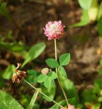 Trifolium hybridum