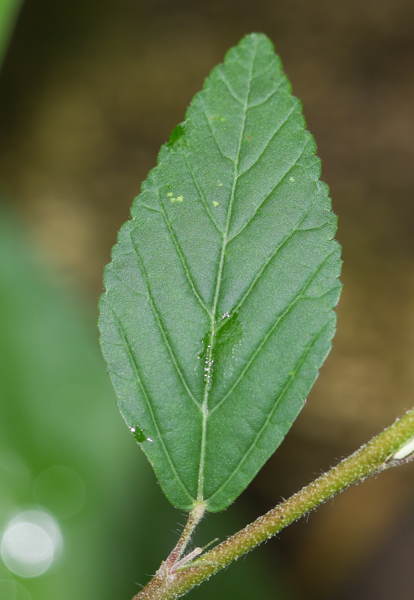 Image of Sida poeppigiana specimen.