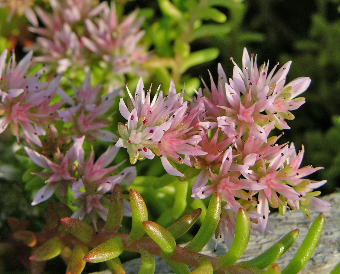 Image of Sedum pulchellum specimen.