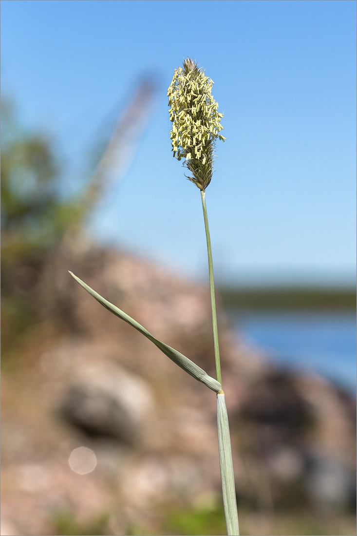 Image of Alopecurus arundinaceus specimen.