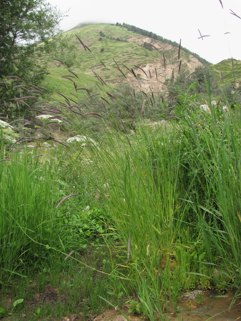 Image of Hordeum violaceum specimen.