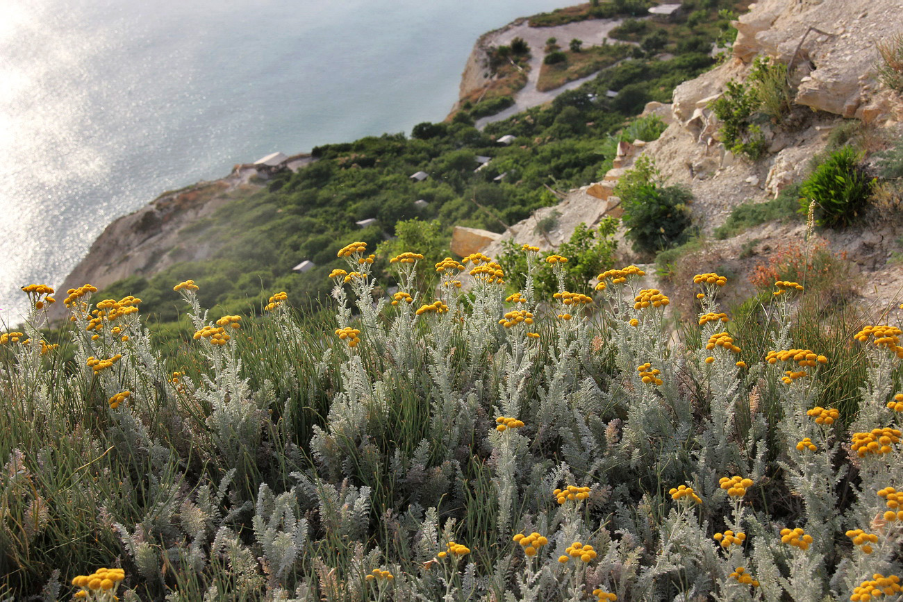 Image of Tanacetum millefolium specimen.