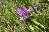 Iris aphylla. Цветок. Республика Адыгея, Майкопский р-н, хр. Скалистый (Уна-Коз), широколиственный лес (дуб), полянка рядом с краем обрыва. 7 мая 2021 г.