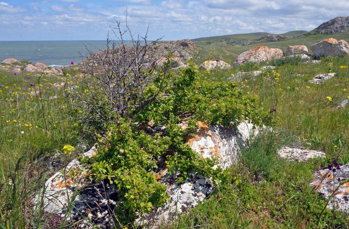 Image of Crataegus taurica specimen.